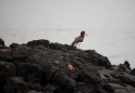 033 American oyster catcher 01